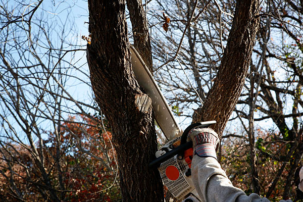 Best Root Management and Removal  in Walden, TN